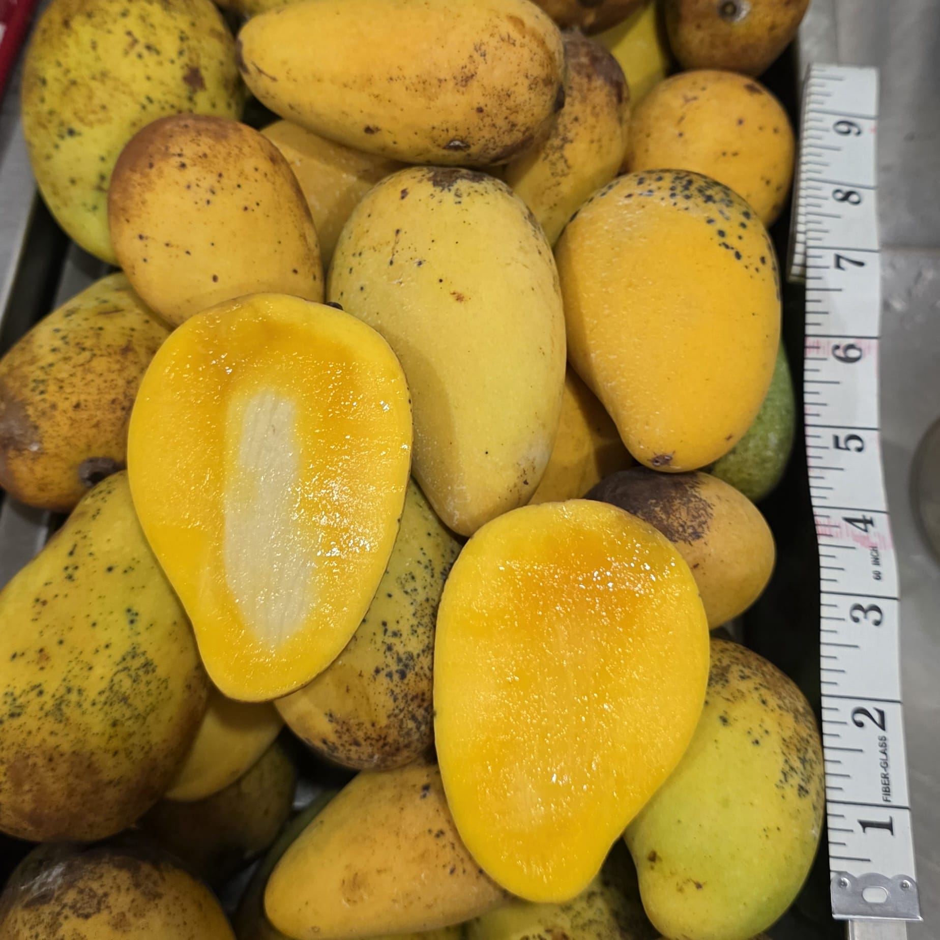 choc anon, small size